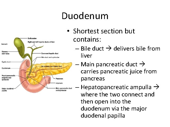 Duodenum • Shortest section but contains: – Bile duct delivers bile from liver –