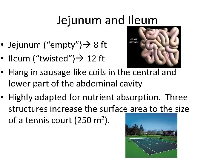 Jejunum and Ileum • Jejunum (“empty”) 8 ft • Ileum (“twisted”) 12 ft •