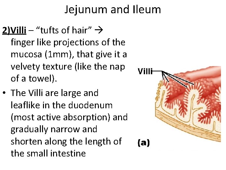 Jejunum and Ileum 2)Villi – “tufts of hair” finger like projections of the mucosa