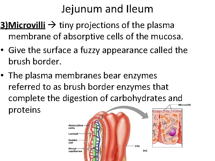 Jejunum and Ileum 3)Microvilli tiny projections of the plasma membrane of absorptive cells of