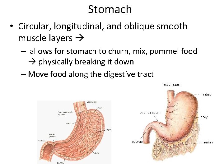 Stomach • Circular, longitudinal, and oblique smooth muscle layers – allows for stomach to
