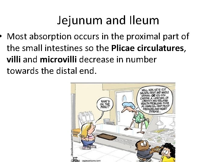 Jejunum and Ileum • Most absorption occurs in the proximal part of the small