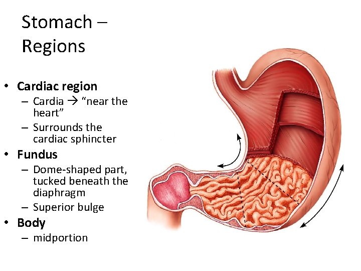 Stomach – Regions • Cardiac region – Cardia “near the heart” – Surrounds the