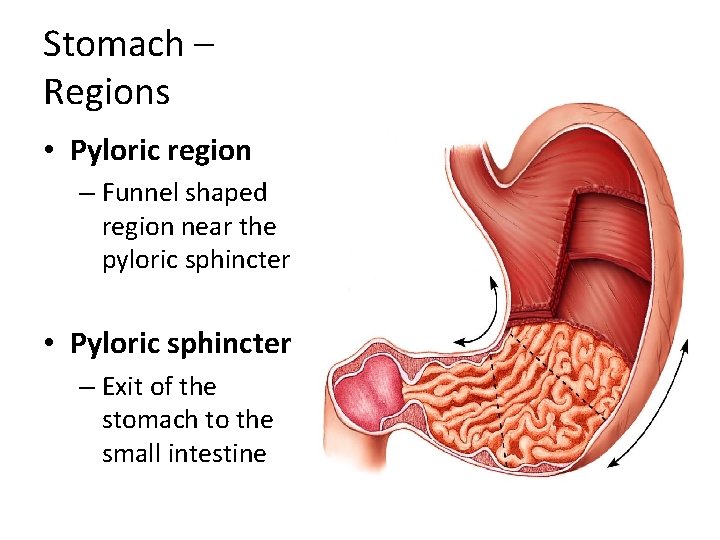 Stomach – Regions • Pyloric region – Funnel shaped region near the pyloric sphincter