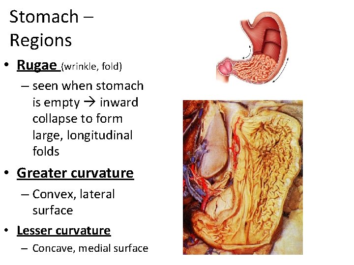 Stomach – Regions • Rugae (wrinkle, fold) – seen when stomach is empty inward