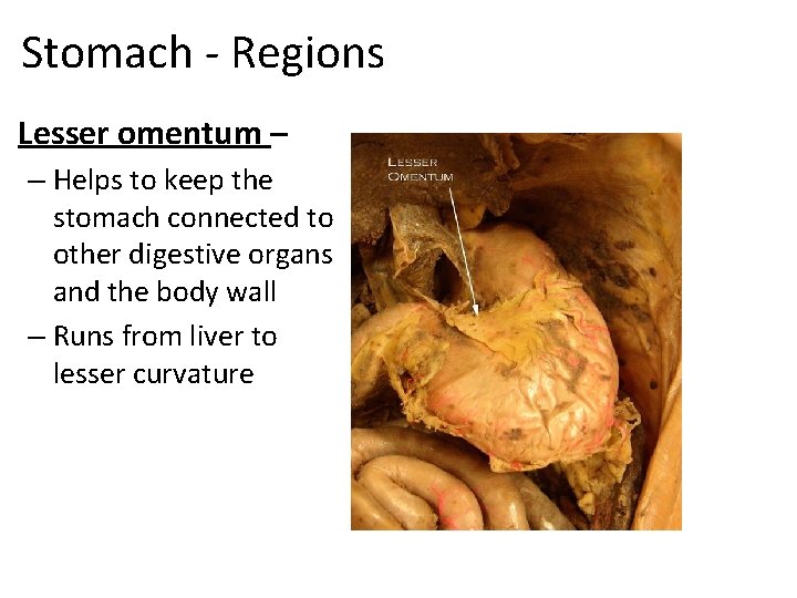 Stomach - Regions • Lesser omentum – – Helps to keep the stomach connected