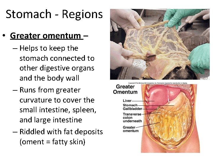 Stomach - Regions • Greater omentum – – Helps to keep the stomach connected