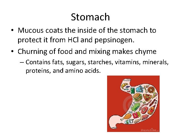 Stomach • Mucous coats the inside of the stomach to protect it from HCl