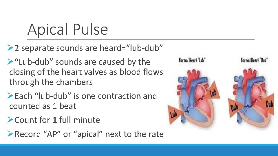 Apical Pulse Ø 2 separate sounds are heard=“lub-dub” Ø“Lub-dub” sounds are caused by the