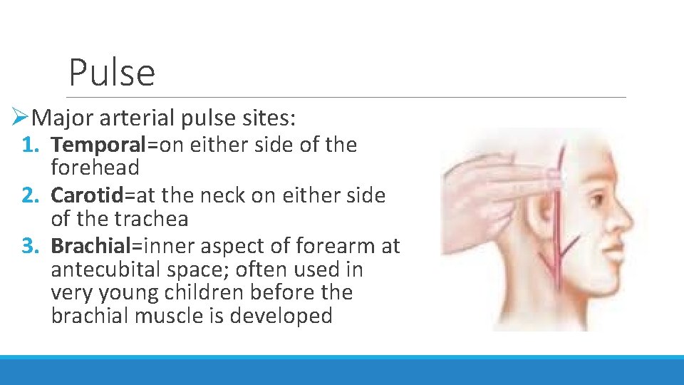 Pulse ØMajor arterial pulse sites: 1. Temporal=on either side of the forehead 2. Carotid=at