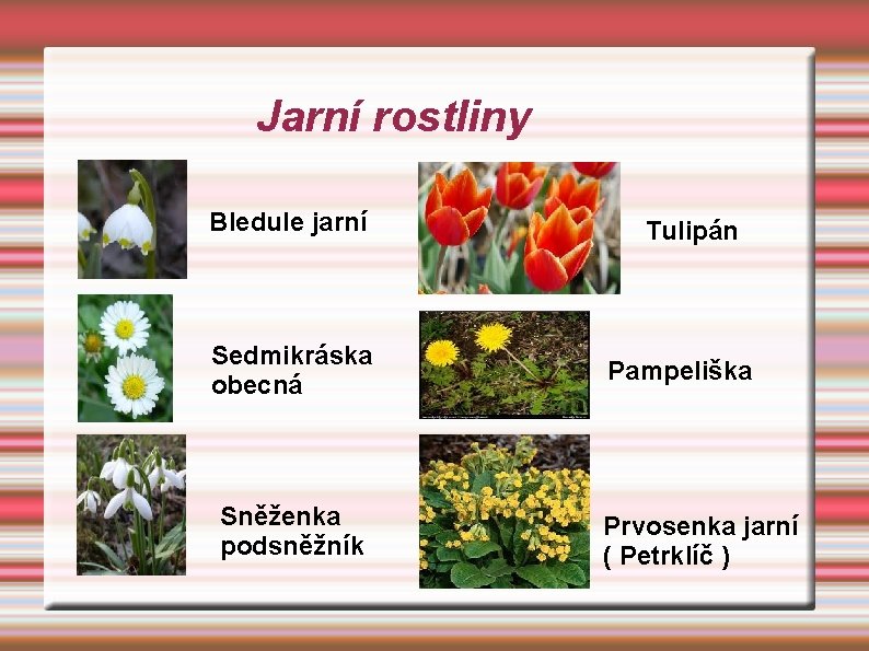 Jarní rostliny Bledule jarní Sedmikráska obecná Sněženka podsněžník Tulipán Pampeliška Prvosenka jarní ( Petrklíč