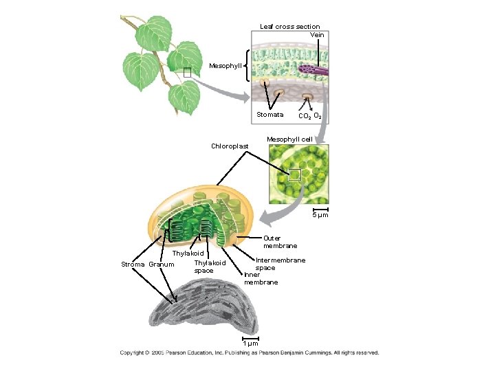 Leaf cross section Vein Mesophyll Stomata Chloroplast CO 2 Mesophyll cell 5 µm Outer