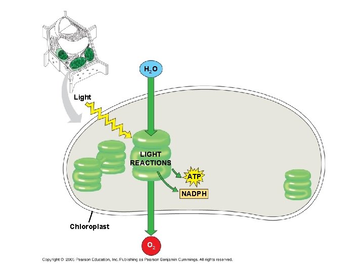 H 2 O Light LIGHT REACTIONS ATP NADPH Chloroplast O 2 