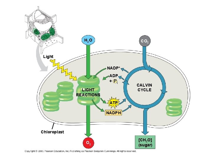 H 2 O CO 2 Light NADP+ ADP + Pi LIGHT REACTIONS CALVIN CYCLE