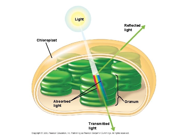 Light Reflected light Chloroplast Absorbed light Granum Transmitted light 