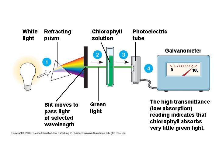 White light Refracting prism Chlorophyll solution Photoelectric tube Galvanometer 0 Slit moves to pass