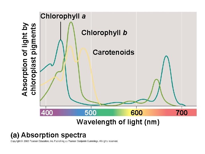 Absorption of light by chloroplast pigments Chlorophyll a Chlorophyll b Carotenoids 400 500 600