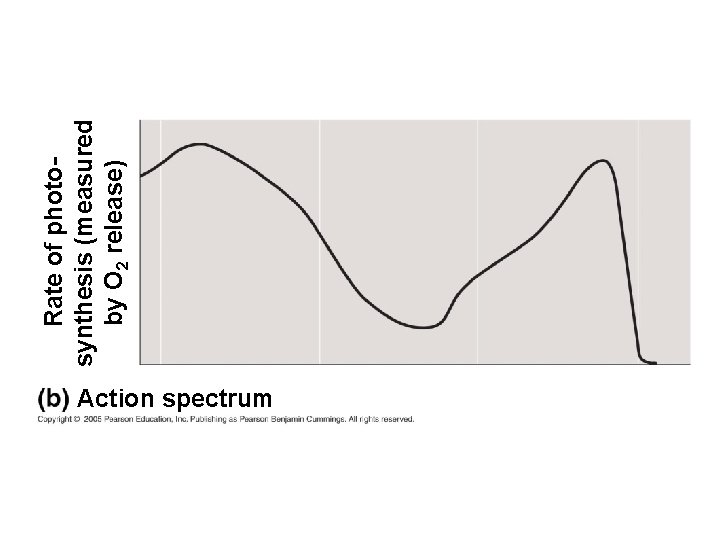 Action spectrum Rate of photosynthesis (measured by O 2 release) 