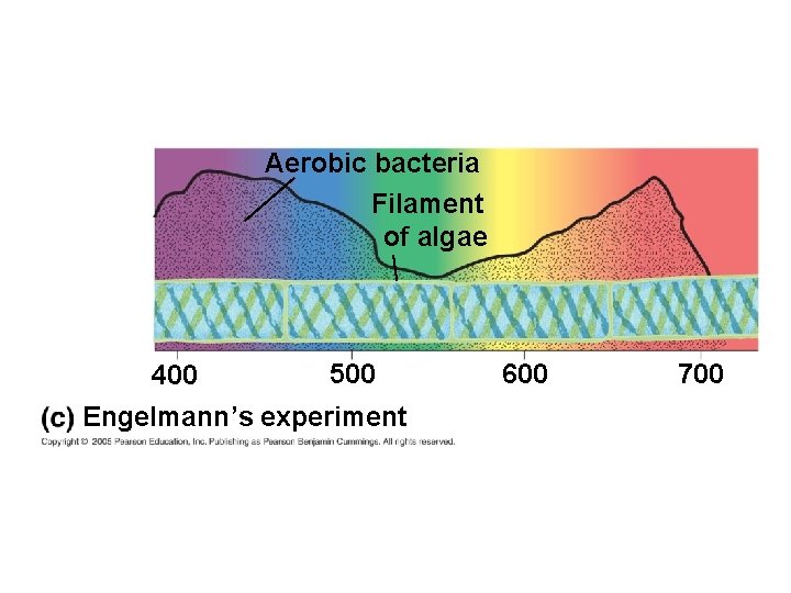 Aerobic bacteria Filament of algae 400 500 Engelmann’s experiment 600 700 