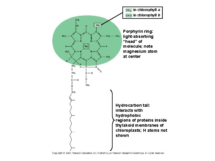 CH 3 CHO in chlorophyll a in chlorophyll b Porphyrin ring: light-absorbing “head” of