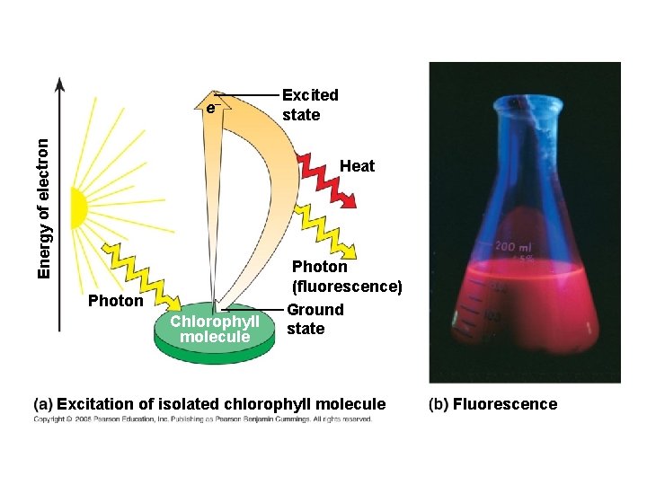 Energy of electron e– Excited state Heat Photon Chlorophyll molecule Photon (fluorescence) Ground state