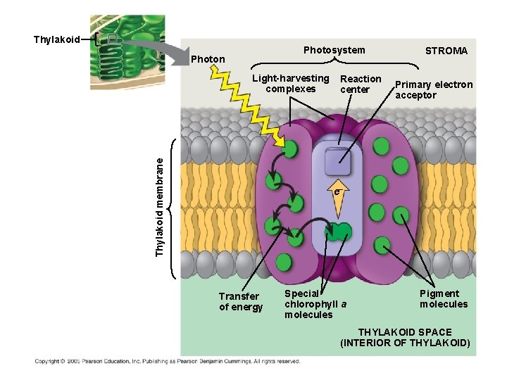 Thylakoid Photosystem Photon Thylakoid membrane Light-harvesting complexes Reaction center STROMA Primary electron acceptor e–