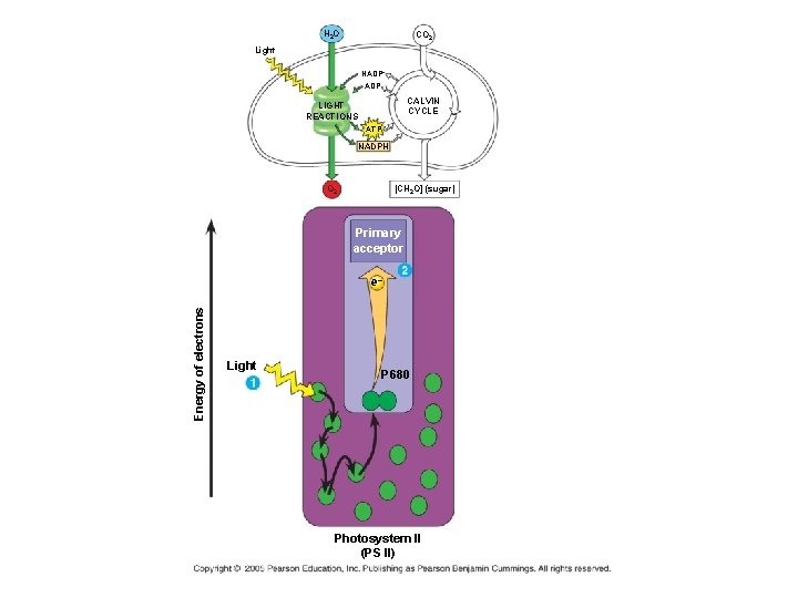 H 2 O CO 2 Light NADP+ ADP CALVIN CYCLE LIGHT REACTIONS ATP NADPH