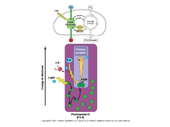 H 2 O CO 2 Light NADP+ ADP CALVIN CYCLE LIGHT REACTIONS ATP NADPH