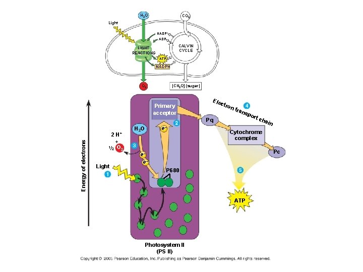 H 2 O CO 2 Light NADP+ ADP CALVIN CYCLE LIGHT REACTIONS ATP NADPH