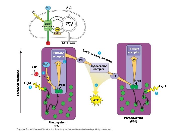 H 2 O CO 2 Light NADP+ ADP CALVIN CYCLE LIGHT REACTIONS ATP NADPH