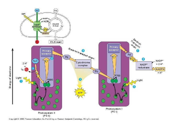 H 2 O CO 2 Light NADP+ ADP CALVIN CYCLE LIGHT REACTIONS ATP NADPH