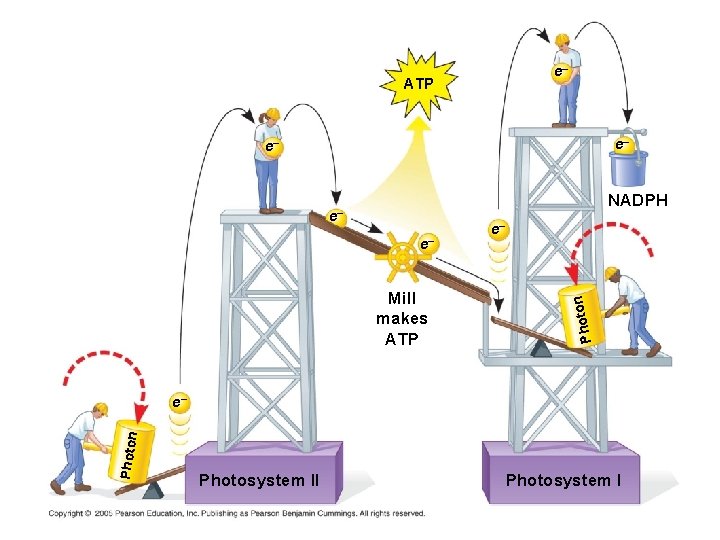 e– ATP e– e– NADPH Mill makes ATP n e– e– Photon e– Photosystem