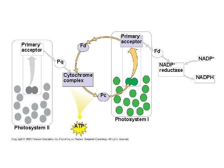 Primary acceptor Fd Fd NADP+ Pq NADP+ reductase Cytochrome complex NADPH Pc Photosystem II