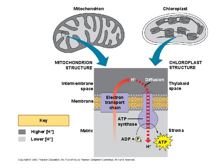 Mitochondrion Chloroplast CHLOROPLAST STRUCTURE MITOCHONDRION STRUCTURE H+ Intermembrane space Membrane Lower [H+] Thylakoid space