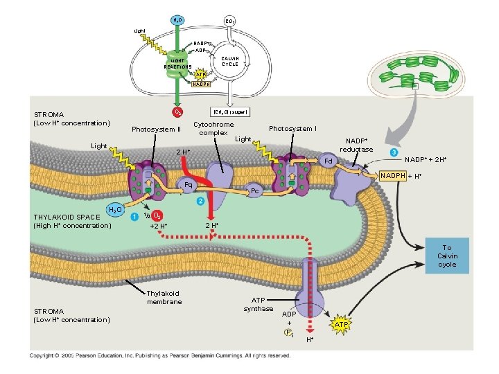 H 2 O CO 2 Light NADP+ ADP CALVIN CYCLE LIGHT REACTIONS ATP NADPH