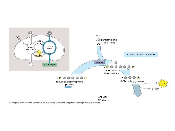 H 2 O CO 2 Input Light (Entering one CO 2 at a time)