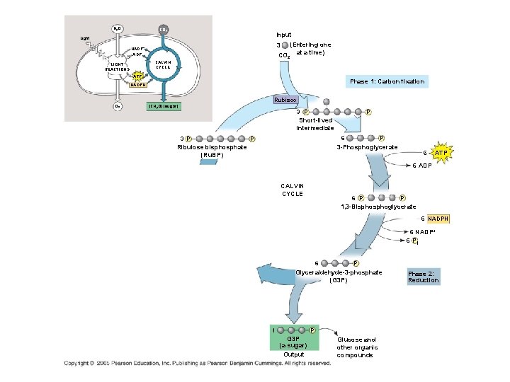 H 2 O CO 2 Input Light (Entering one CO 2 at a time)