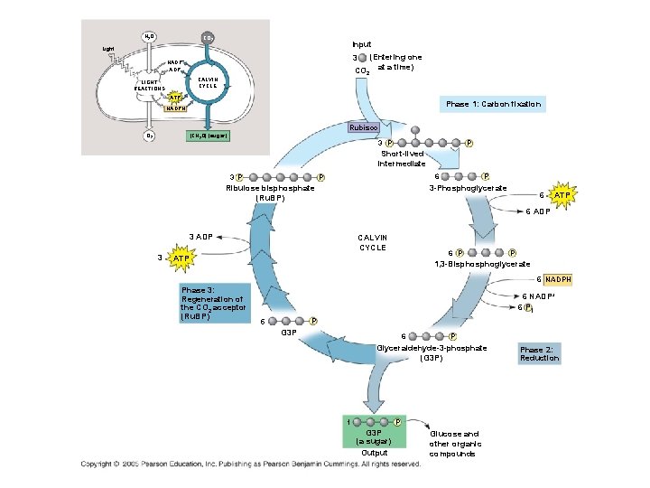 H 2 O CO 2 Input Light (Entering one CO 2 at a time)