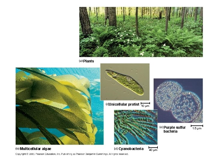 Plants Unicellular protist 10 µm Purple sulfur bacteria Multicellular algae Cyanobacteria 40 µm 1.