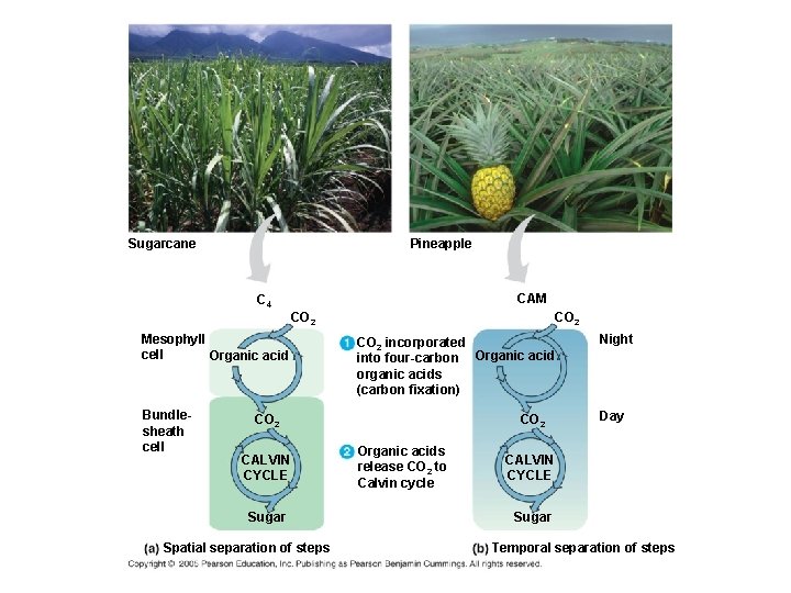 Sugarcane Pineapple CAM C 4 CO 2 Mesophyll cell Organic acid Bundlesheath cell CO