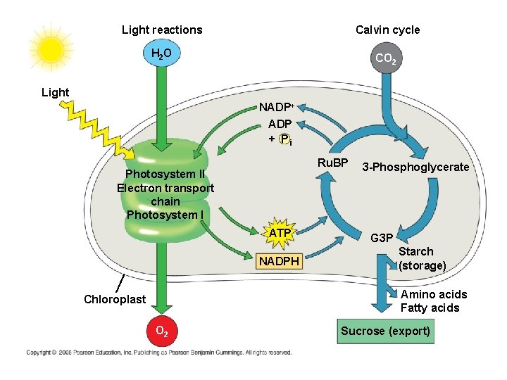 Light reactions Calvin cycle H 2 O CO 2 Light NADP+ ADP + Pi