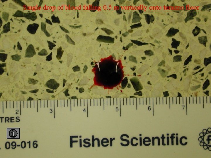 Single drop of blood falling 0. 5 m vertically onto terazzo floor 0. 5