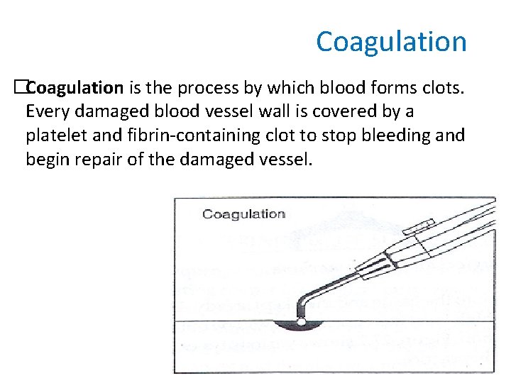 Coagulation �Coagulation is the process by which blood forms clots. Every damaged blood vessel
