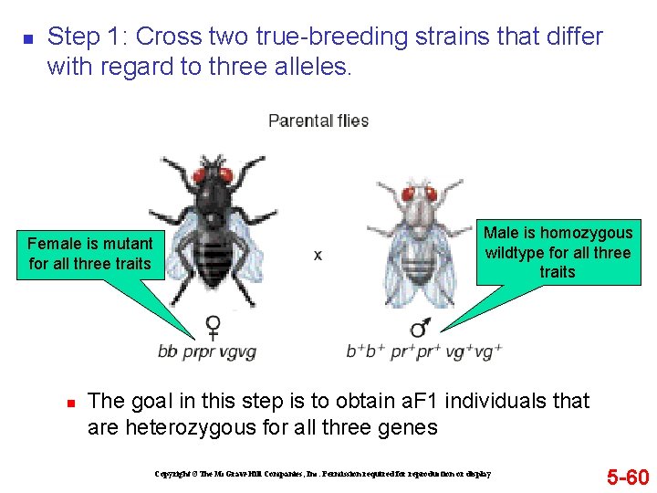 n Step 1: Cross two true-breeding strains that differ with regard to three alleles.