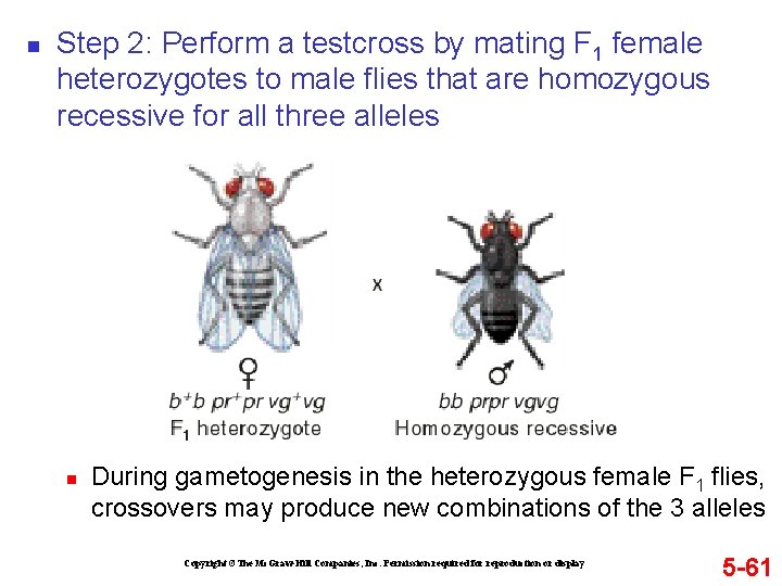 n Step 2: Perform a testcross by mating F 1 female heterozygotes to male