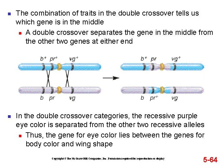 n n The combination of traits in the double crossover tells us which gene