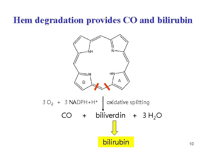 Hem degradation provides CO and bilirubin A B 3 O 2 + 3 NADPH+H+