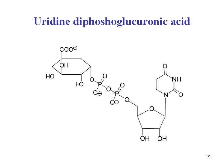 Uridine diphoshoglucuronic acid 19 