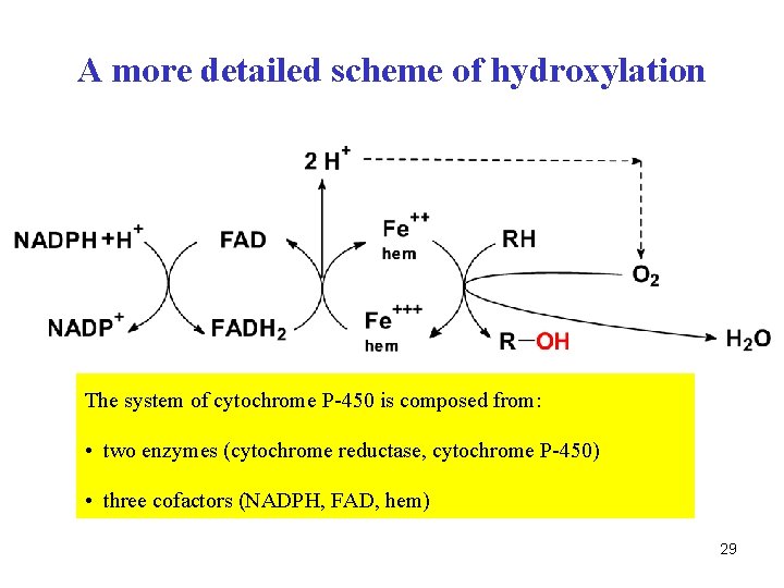 A more detailed scheme of hydroxylation The system of cytochrome P-450 is composed from: