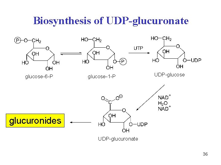 Biosynthesis of UDP-glucuronate glucose-6 -P glucose-1 -P UDP-glucose glucuronides UDP-glucuronate 36 